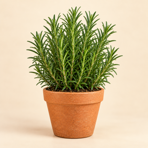 cias-pp-002-rosemary-plant Rosemary Plant
