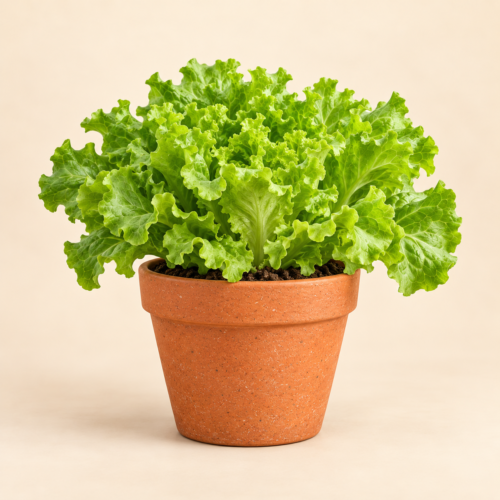 Lettuce Plant