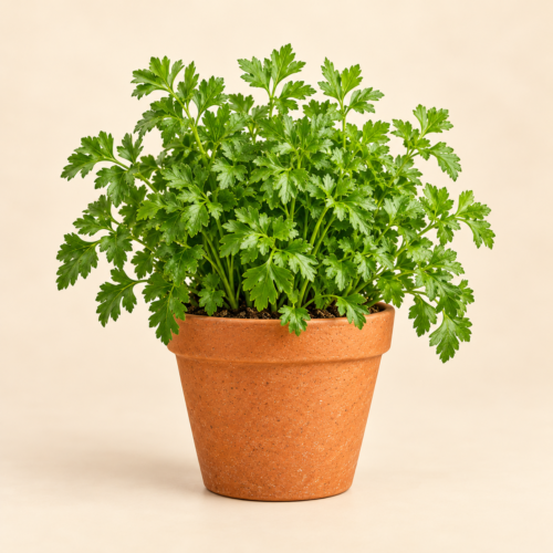 Parsley Plant