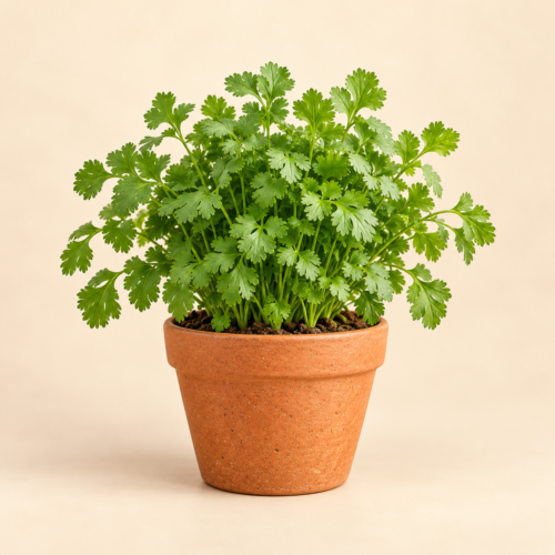 Coriander Plant