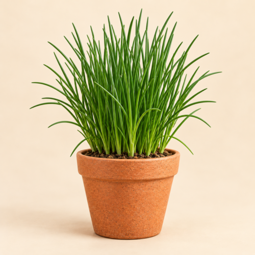 Chives Plant